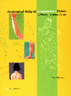 Anatomical Atlas of Acupuncture Points