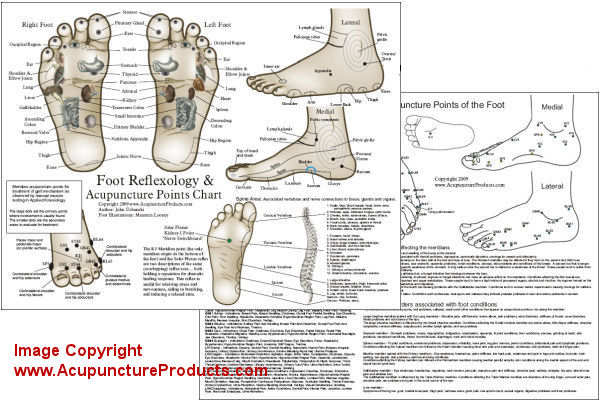 Foot Reflexology Laminated Chart