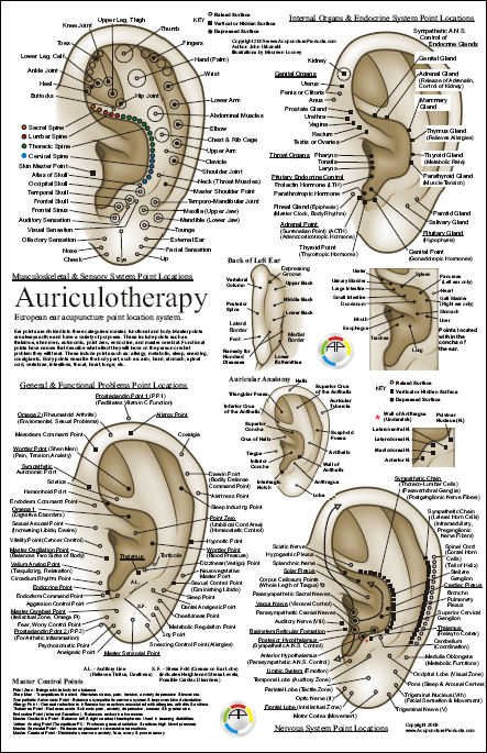 Auriculotherapy Ear Acupuncture Laminated Chart