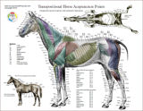 Horse Anatomy Posters
