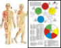 TCM & Meridian Charts