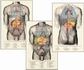 Anatomy Charts