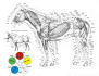 Veterinary Acupuncture Charts