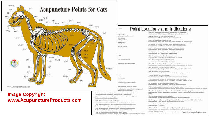 Cat Acupuncture Chart