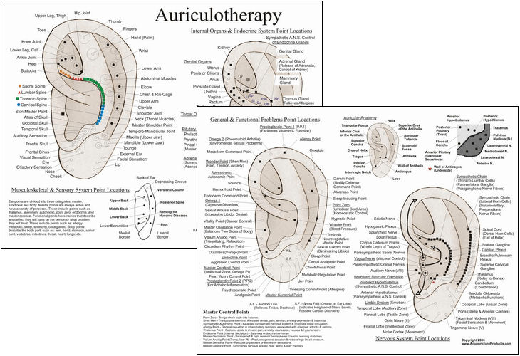 Auriculotherapy Ear Acupuncture Laminated Chart