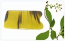 Buffalo Horn Gua Sha Board / Slide