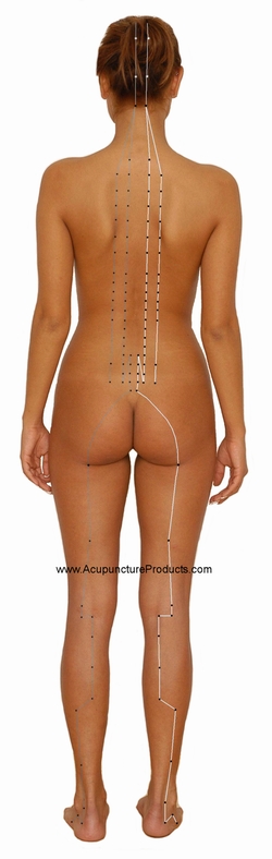 Bladder Meridian