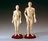 Male Acupuncture Model 
