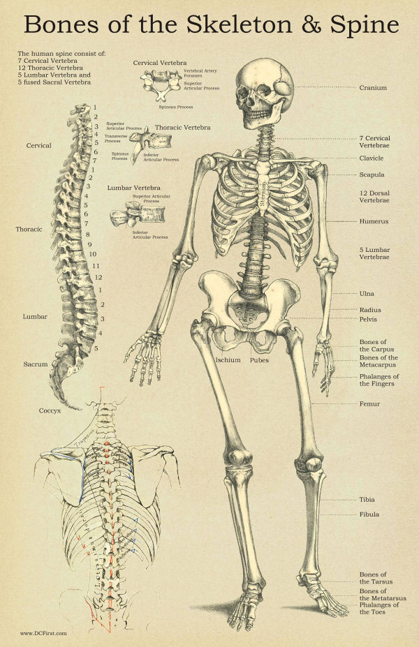 Skeleton & Spine Anatomy