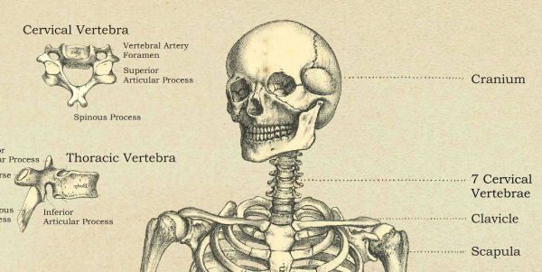 Spine & Skeletal Anatomy