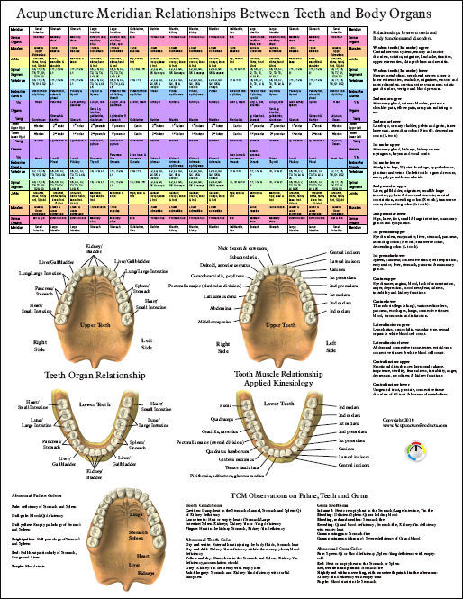 Dental Meridian Chart