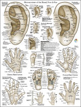 Acupuncture Microsystem Laminated Poster 