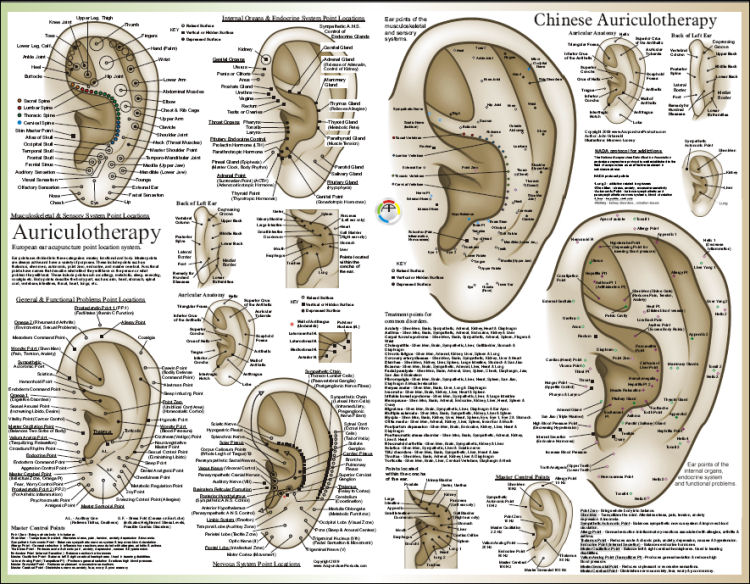 Ear Acupuncture Laminated Poster