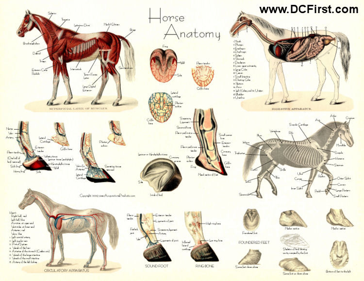 Horse Anatomy Laminated Poster