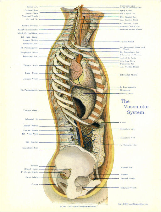 Osteopathic Poster
