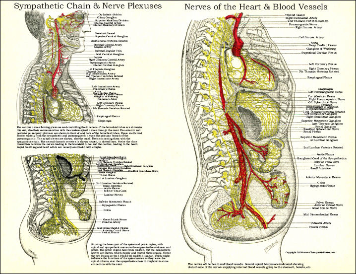 Osteopathic Poster