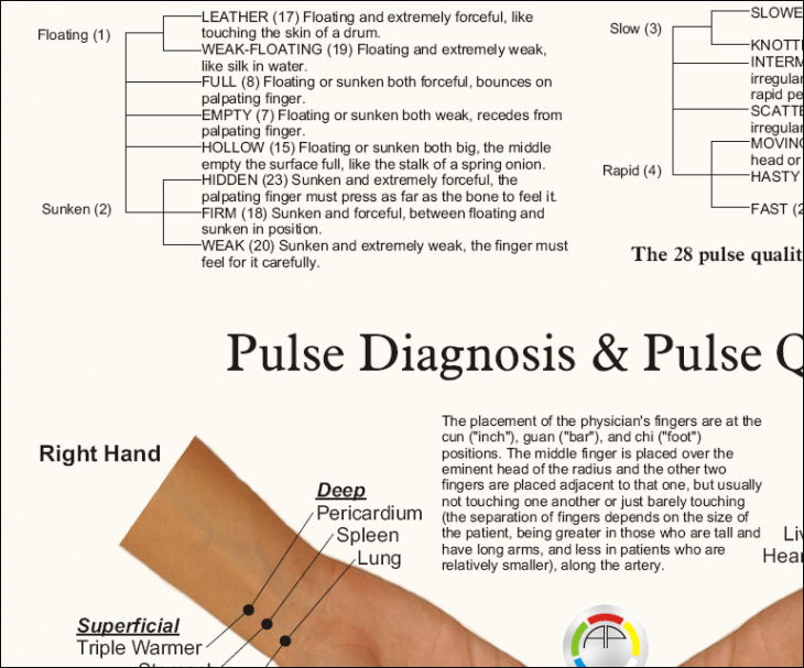 Pulse Diagnosis Acupuncture Poster