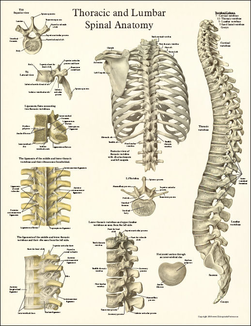 Thoracic Spine Anatomy Poster
