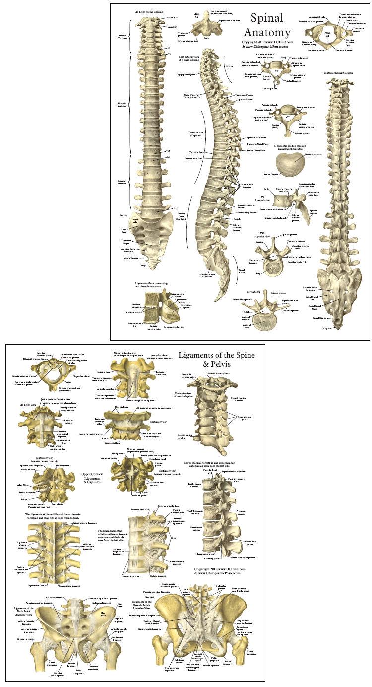 Spinal Reference Chart