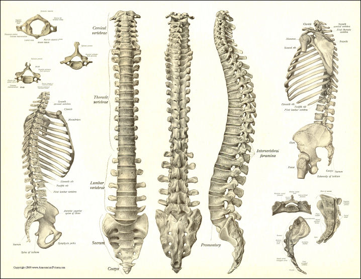 Anatomy Chart Spine Spinal Anatomy