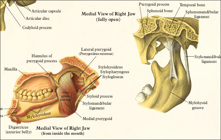 TMJ Anatomy and Muscular Attachments Poster