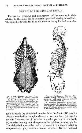 Lateral Curvature of The Spine and Round Shoulders