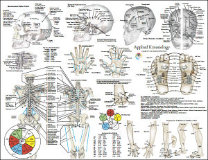 Sclerotome Chart