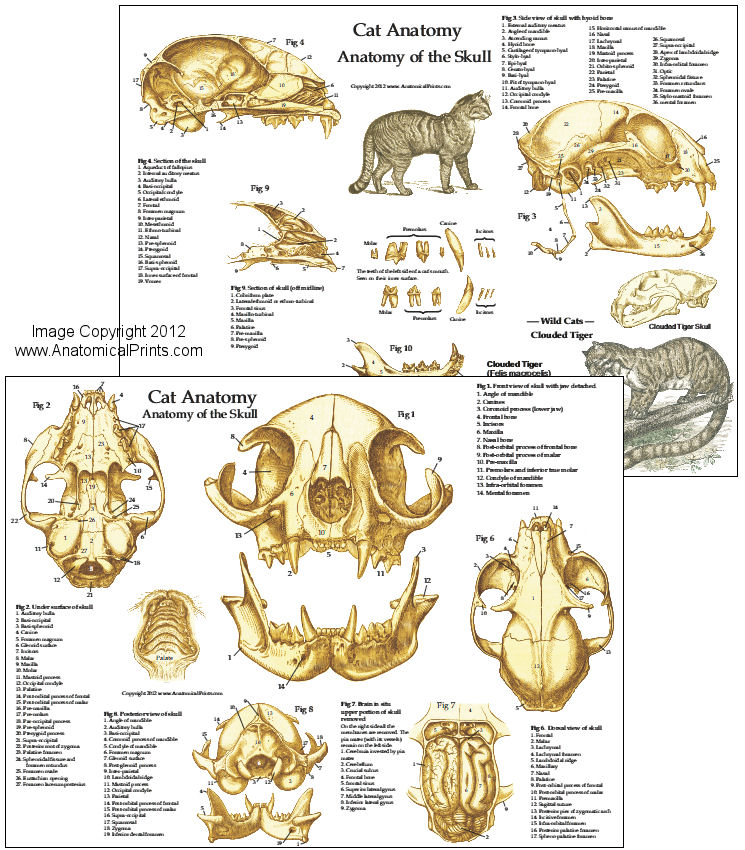 Cat Skull Anatomy Chart