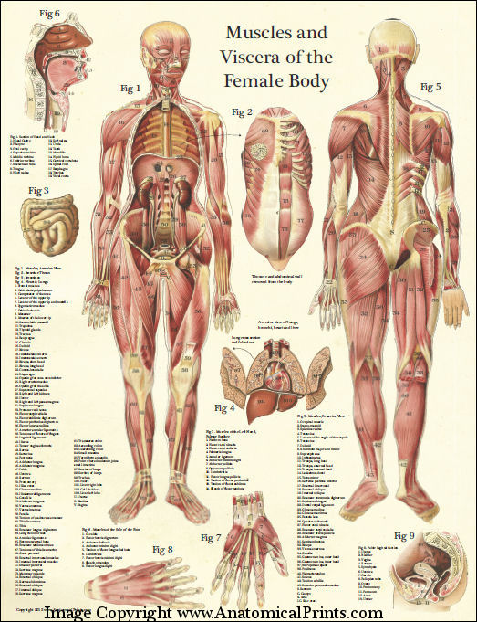 Neck Muscles Anatomy Cross Section