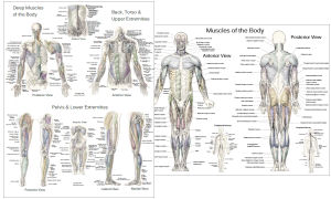 Surface Muscle Anatomy Upper Extremities Arms