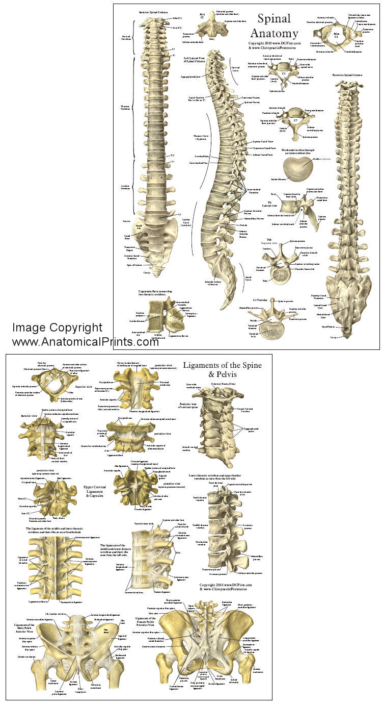 Spinal Anatomy Reference Chart