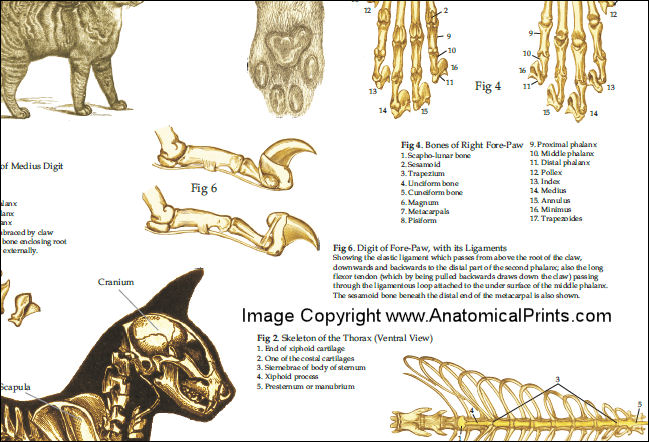 Cat Skeletal Anatomy Poster 24 X 36