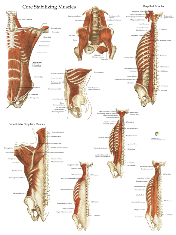 Core Muscle Anatomy Poster