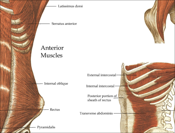 Core Muscle Anatomy Poster