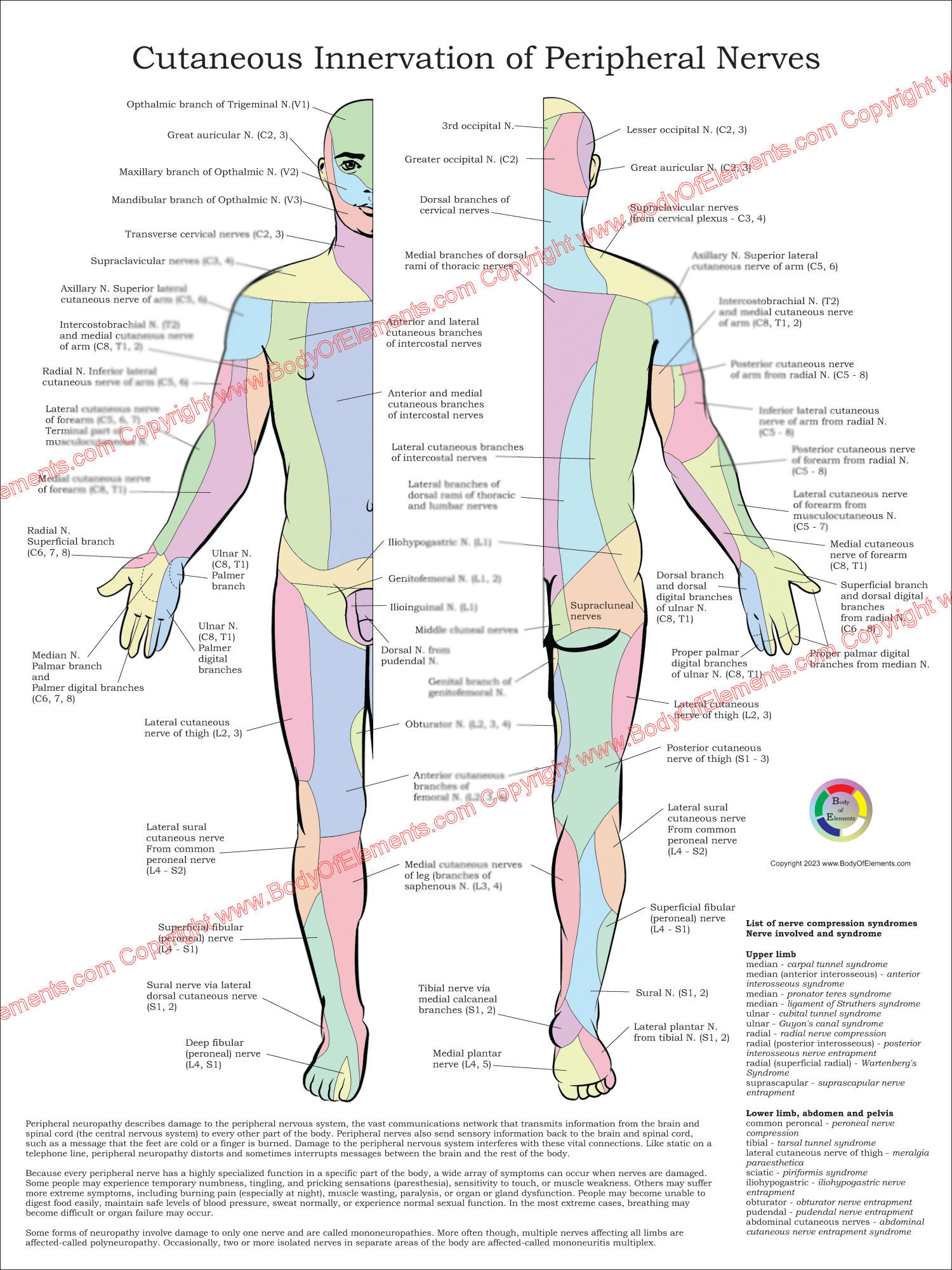Peripheral Nerves Poster
