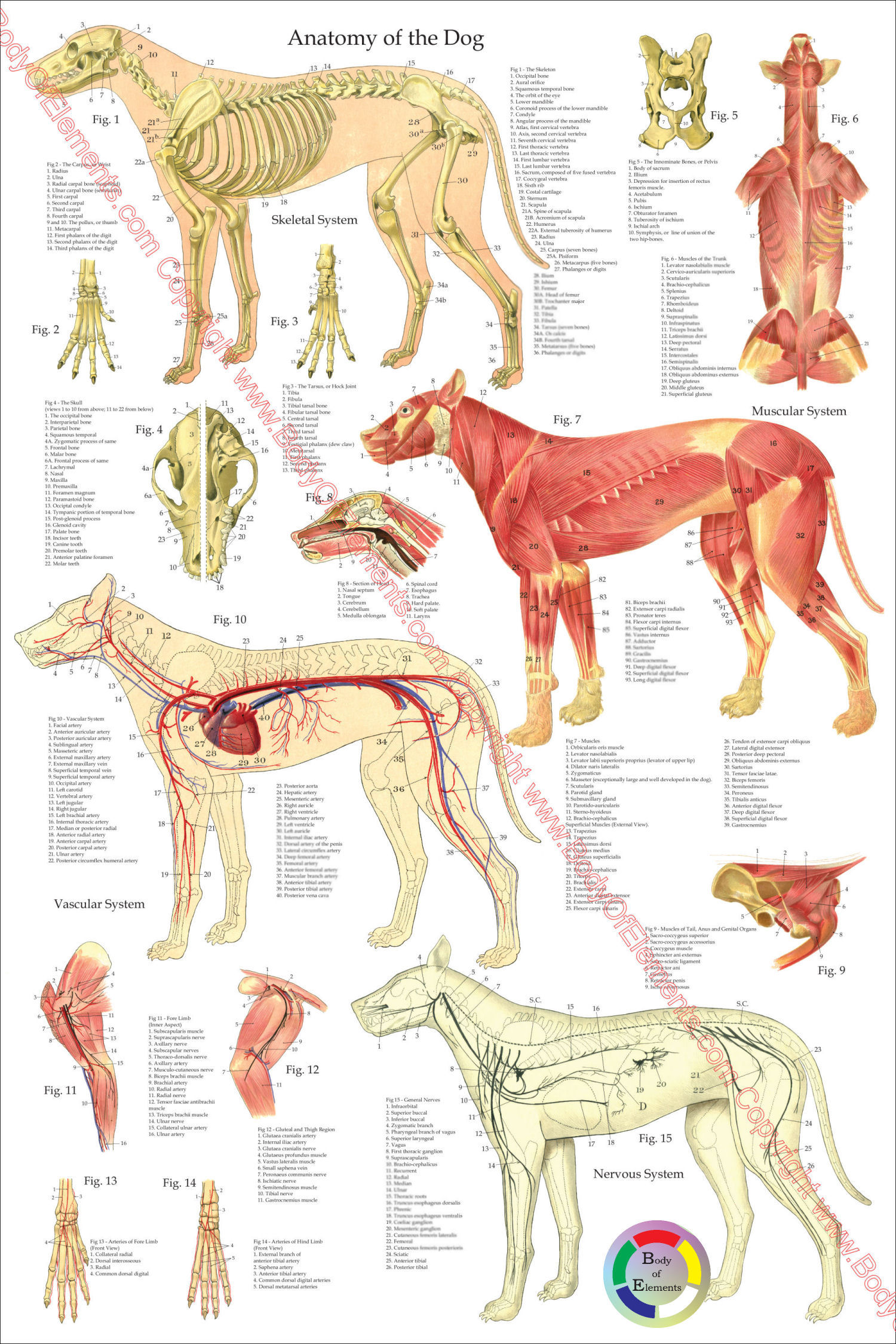 Dog Anatomy Poster