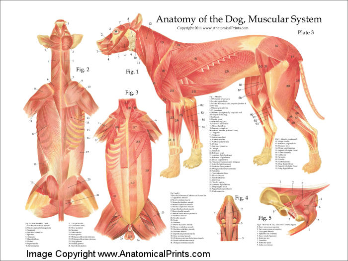 Dog Muscular Anatomy Poster