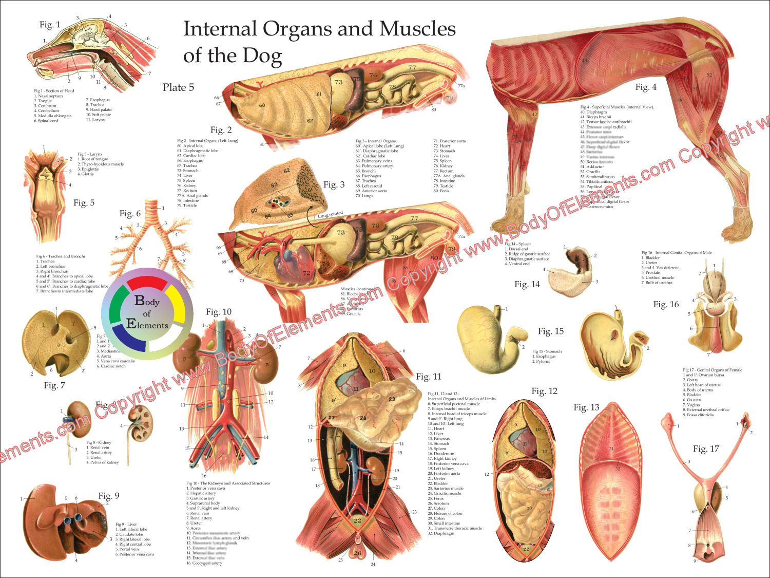 Dog Internal Anatomy Poster