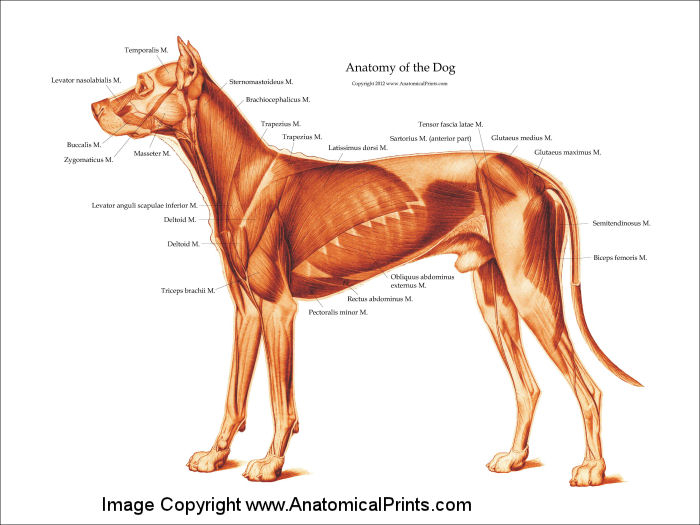 Dog Anatomical Chart Muscles