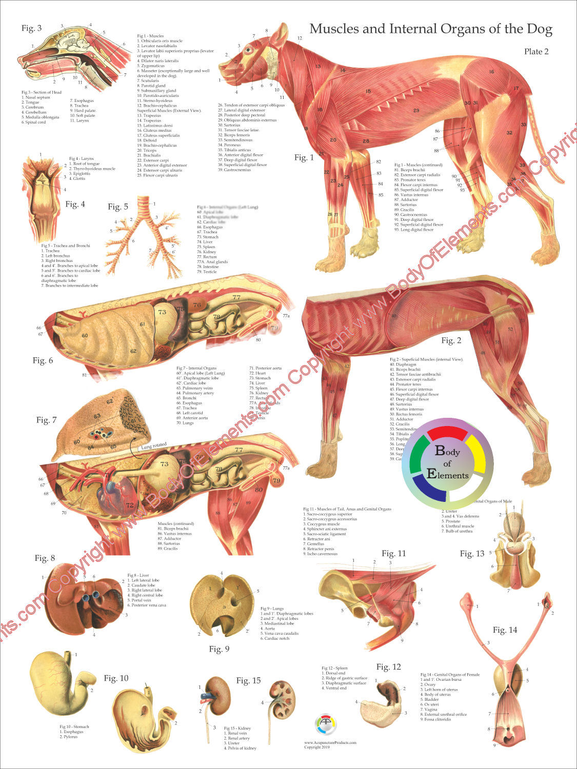 Dog Muscular Anatomy Poster