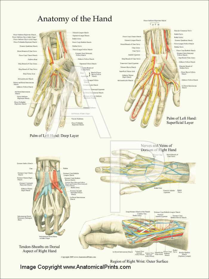 Hand Anatomy Poster
