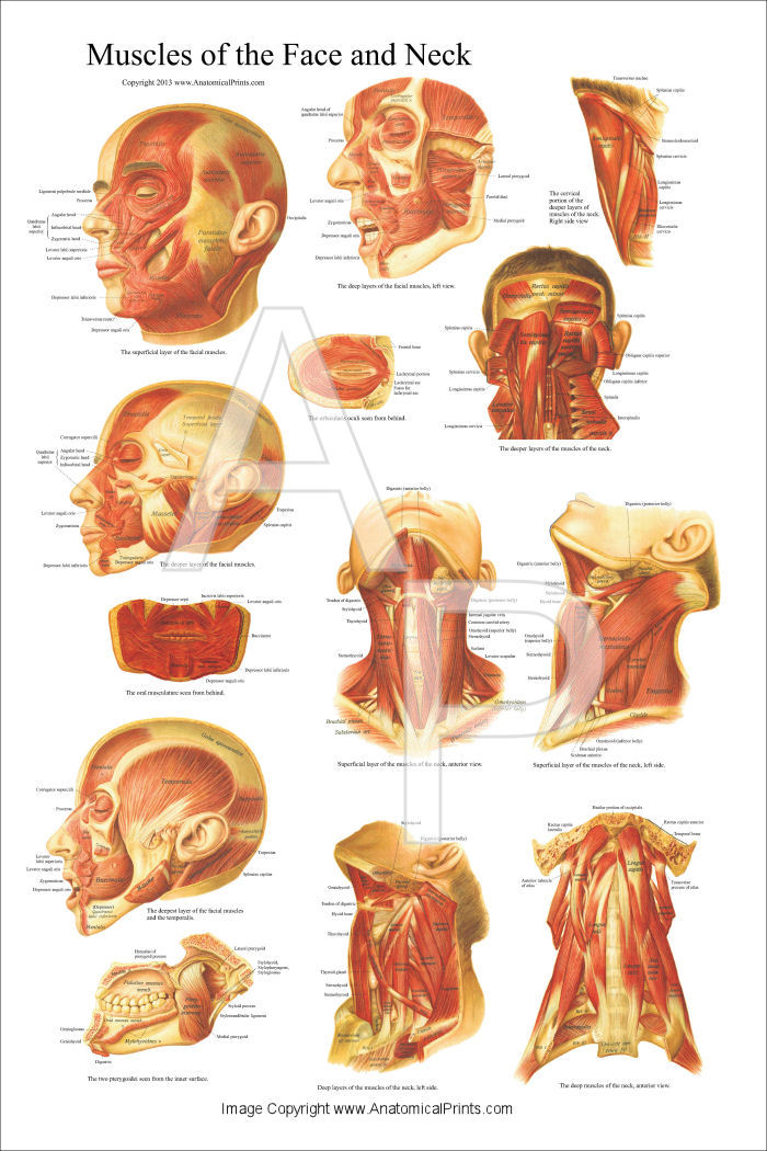 Muscles Of The Head And Neck Poster 24 X 36
