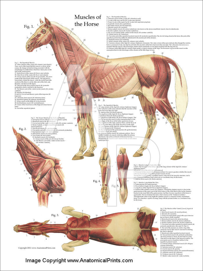 Horse Muscular Anatomy Poster