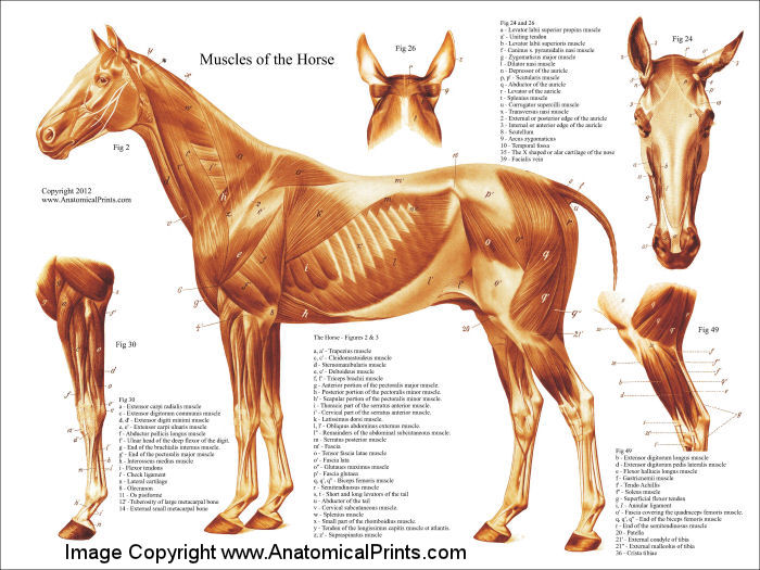 Horse Muscular Anatomy Poster