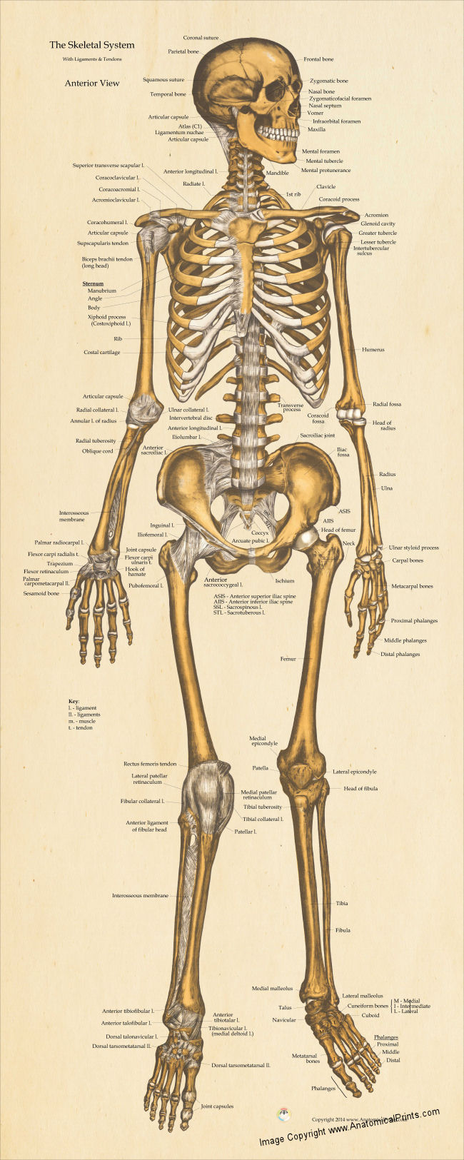 Skeletal Anatomy Poster 24 X 60