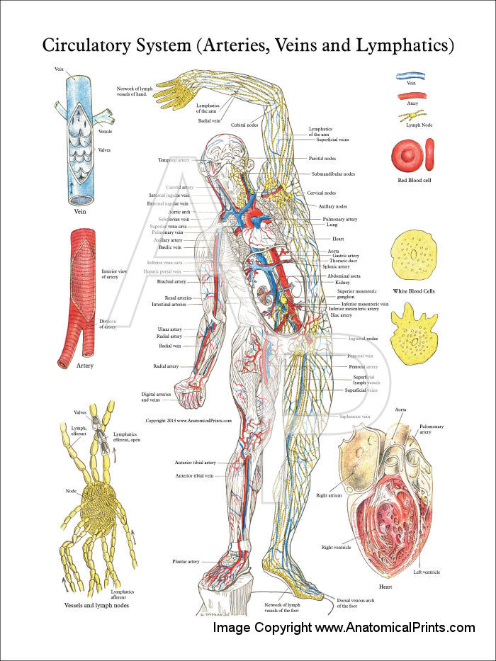 Lymphatic Circulation Poster