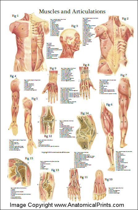 Human Anatomy Muscle Diagram Posters 16
