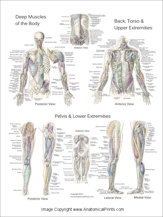 Deep and Superficial Muscle Anatomy Posters