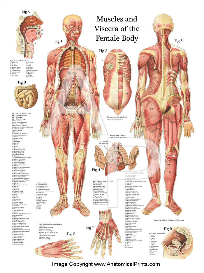 Muscles and Viscera of the Female