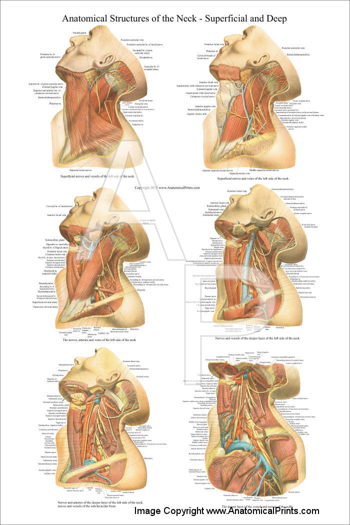Structures of the Neck Poster